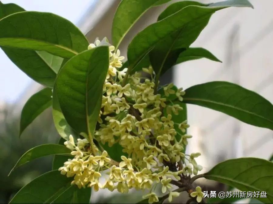 鑻忓窞鍚勫幙鍖虹殑鍘嗗彶,鑻忓窞甯歌婧簮闃蹭吉鐗圭偣