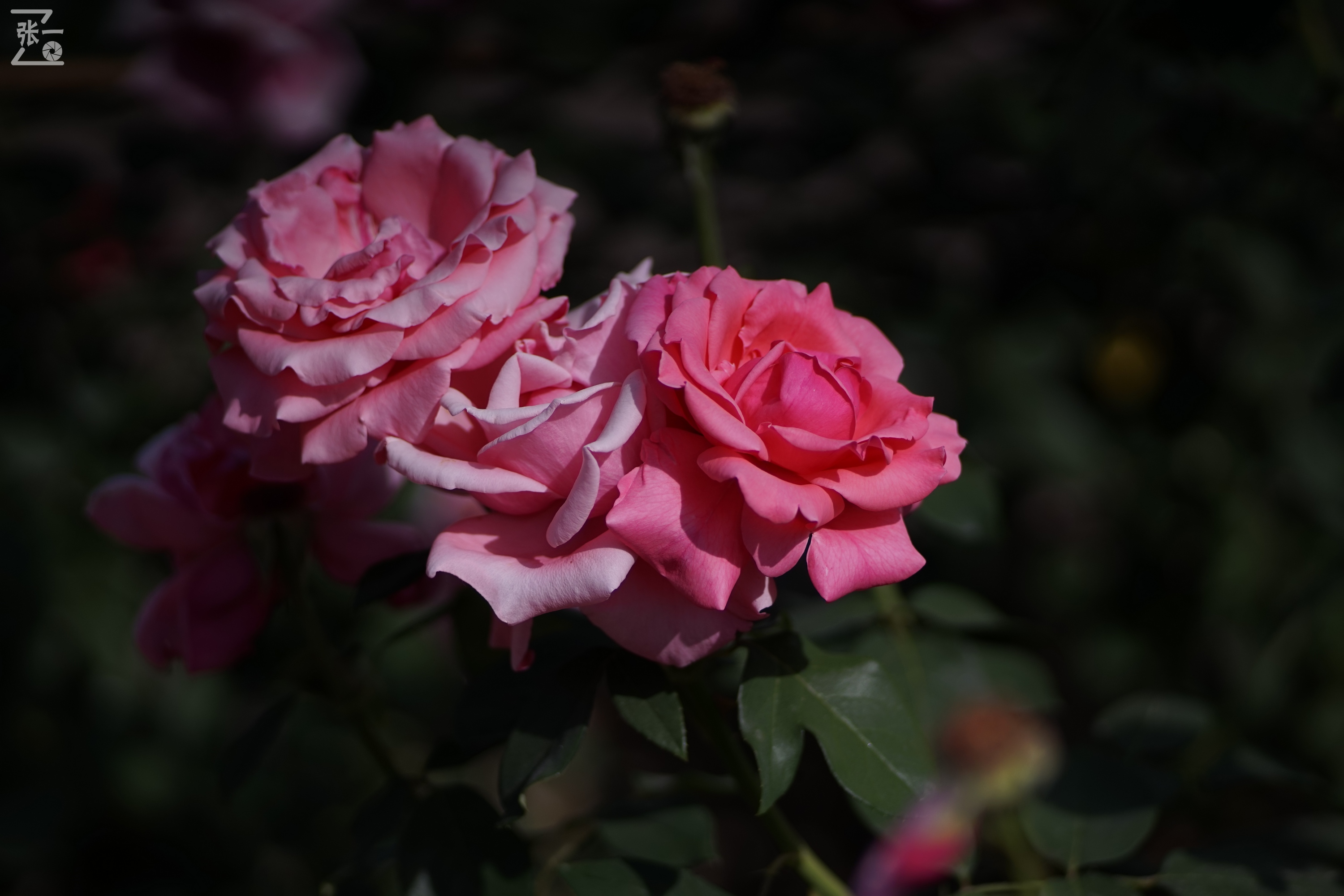 蔡司sonnar50毫米,蔡司sonnar镜头生产年份