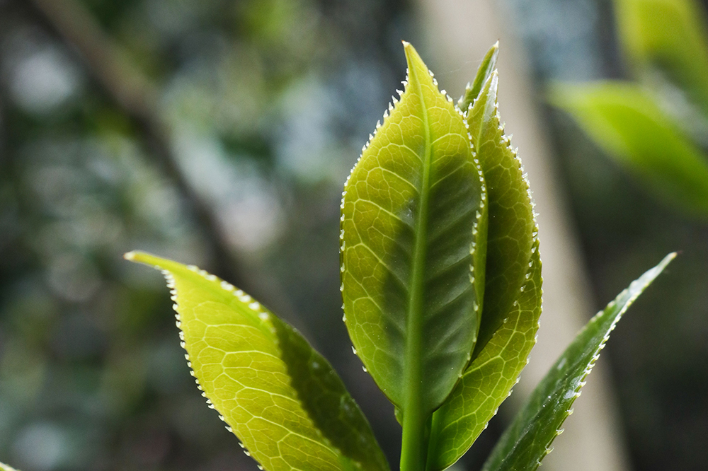 一杯简单的谷雨茶,谷雨茶该怎么泡茶好喝一点