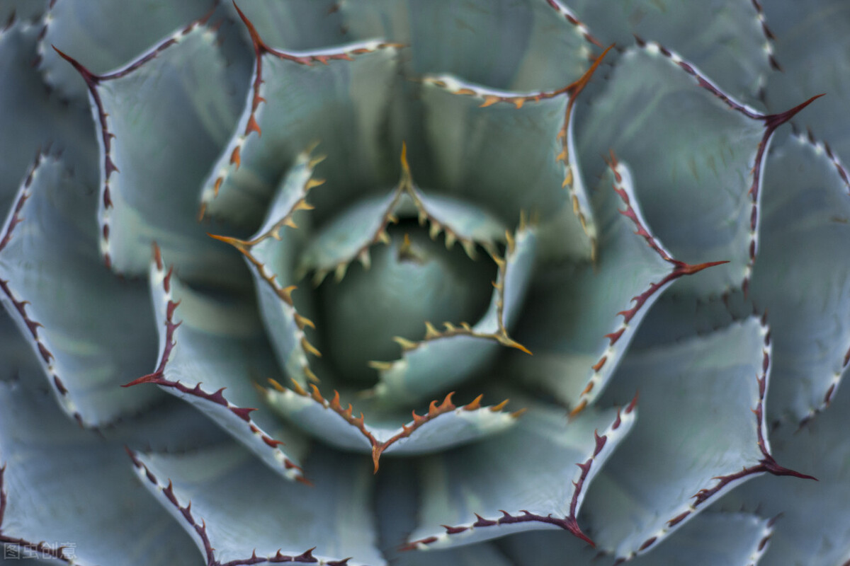 太实用了！45种常见植物养殖方法大全