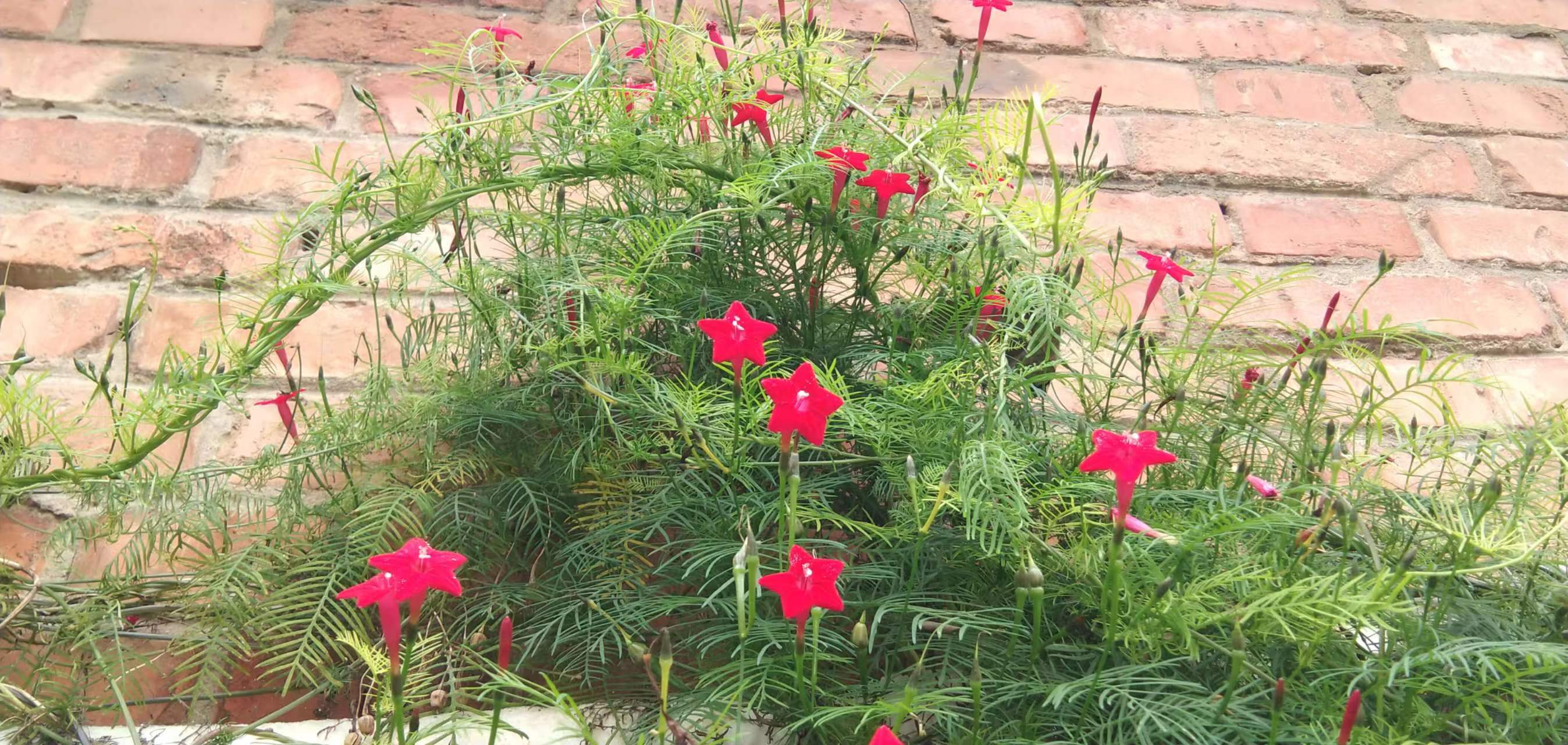 过年期间庭院开的草花,过年庭院开的花有哪些