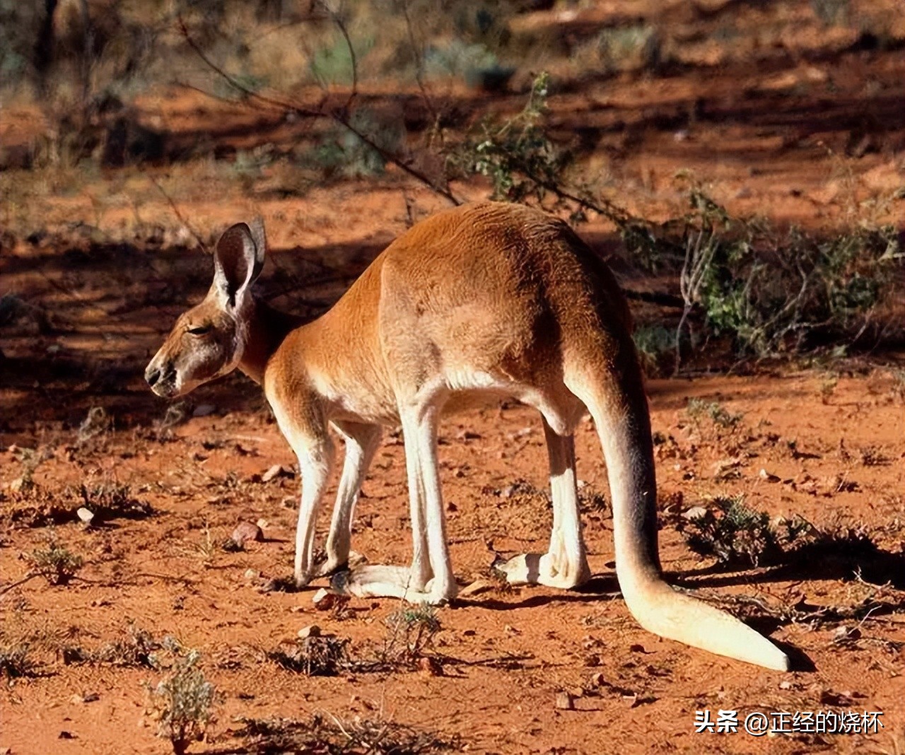 袋鼠动物特性,袋鼠的意义