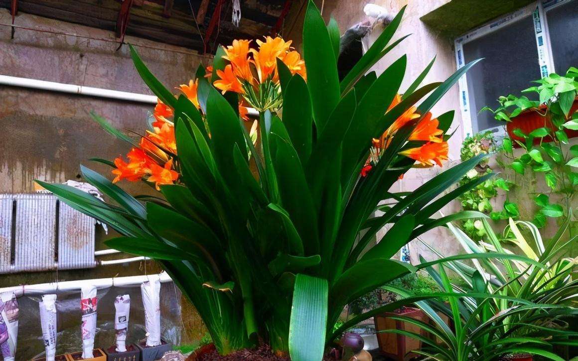 十种最吉利的镇宅绿植盆栽,阳台旺宅的大盆栽花