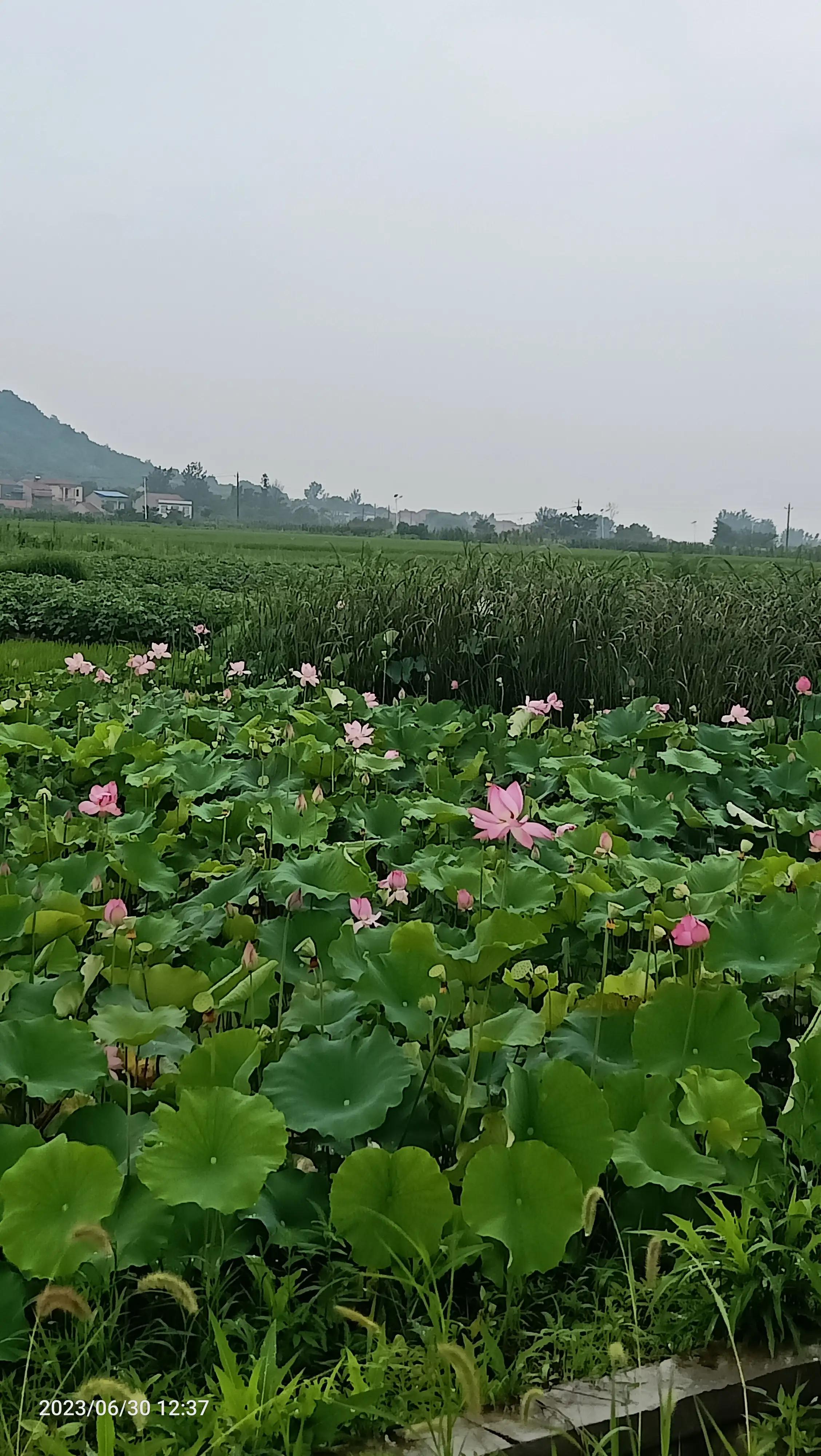 沌口海尔工业园叉车,武汉市蔡甸区东荆河路海尔工业园