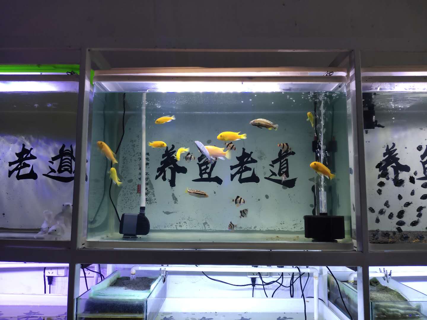 观赏鱼哪种鱼最好买,十大最好养的观赏鱼价格