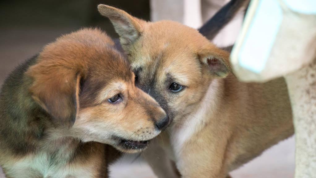 狗狗看似杂乱无章实则井然有序,狗狗看似漫不经心实则步步为营