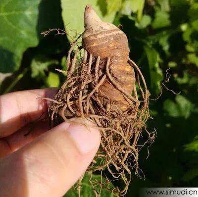 神农本草经上关于七叶一枝花,七叶一枝花号称药王