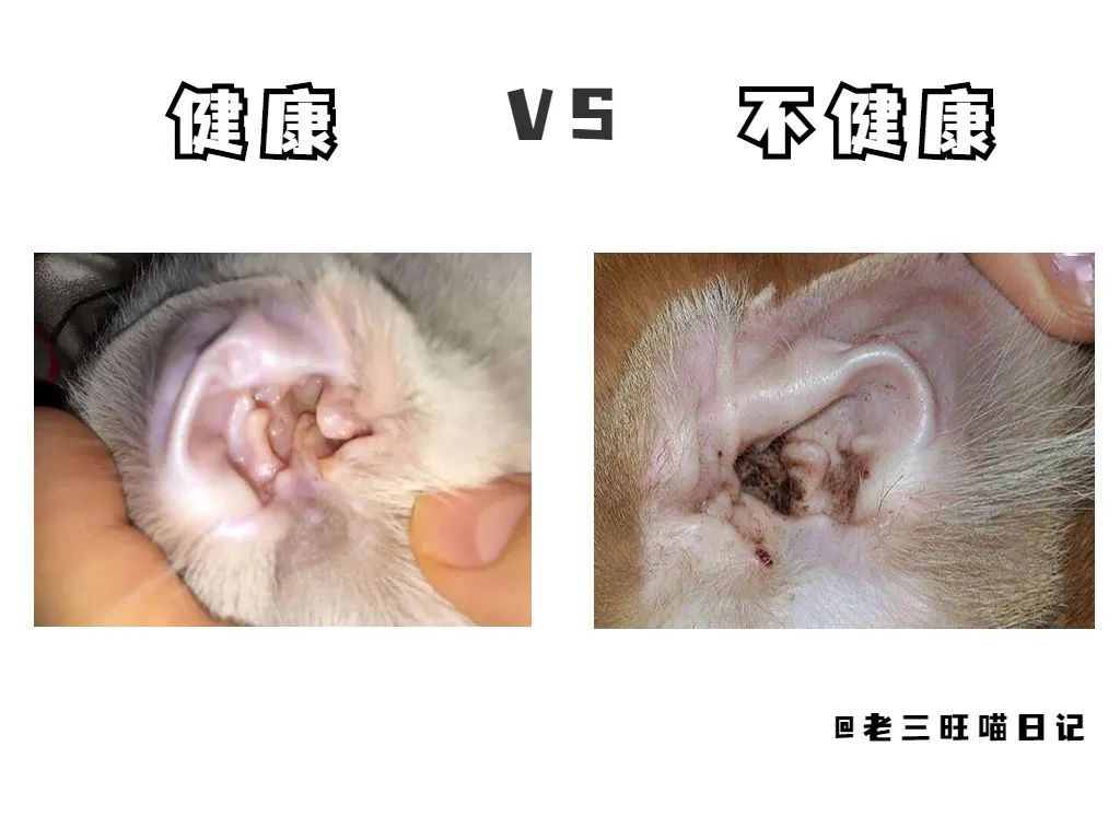 又双叒叕有人被骗！“星期猫”的雷，别踩了...