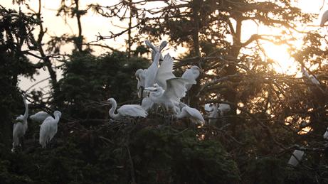 佳能rf800mmf5.6价格,佳能rf800mmf5.6定焦镜头能拍多远