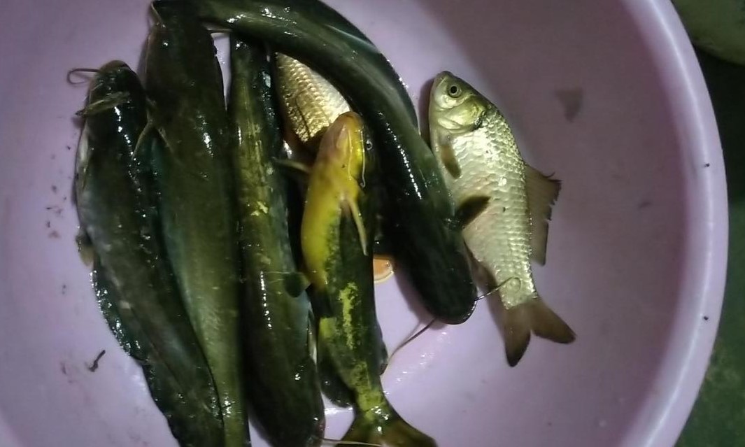 用蚯蚓钓鱼技巧,使用蚯蚓钓鱼的技巧有哪些