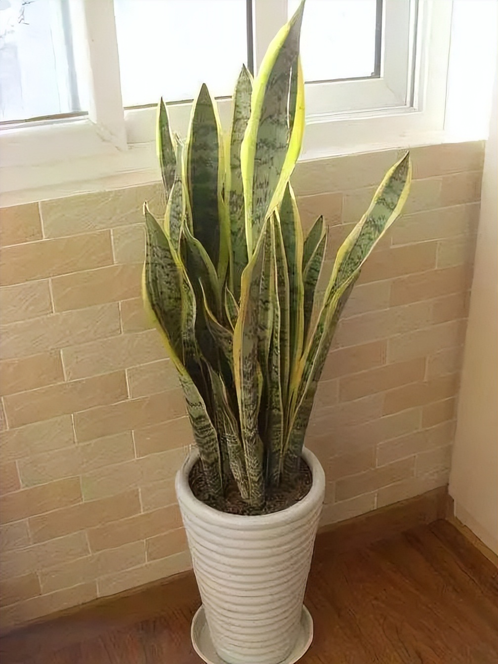 吸甲醛超强的十五种植物,新房如何种植去甲醛植物