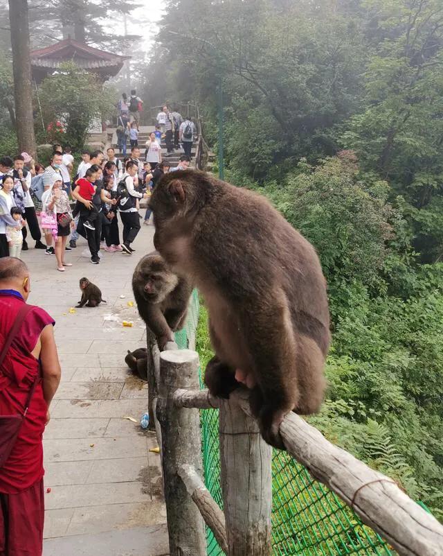 峨眉山猴王是被谁枪毙的,峨眉山猴王被枪毙是真的还是假的