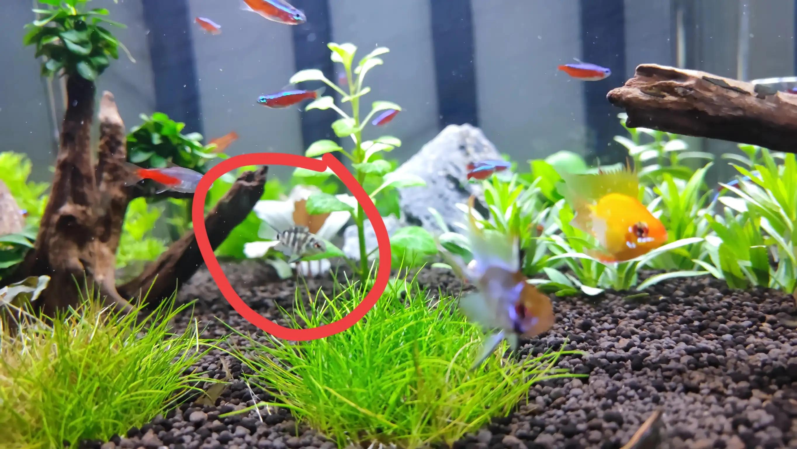 养鱼新手入门鹦鹉鱼,迷你鹦鹉鱼饲养温度养鱼老道