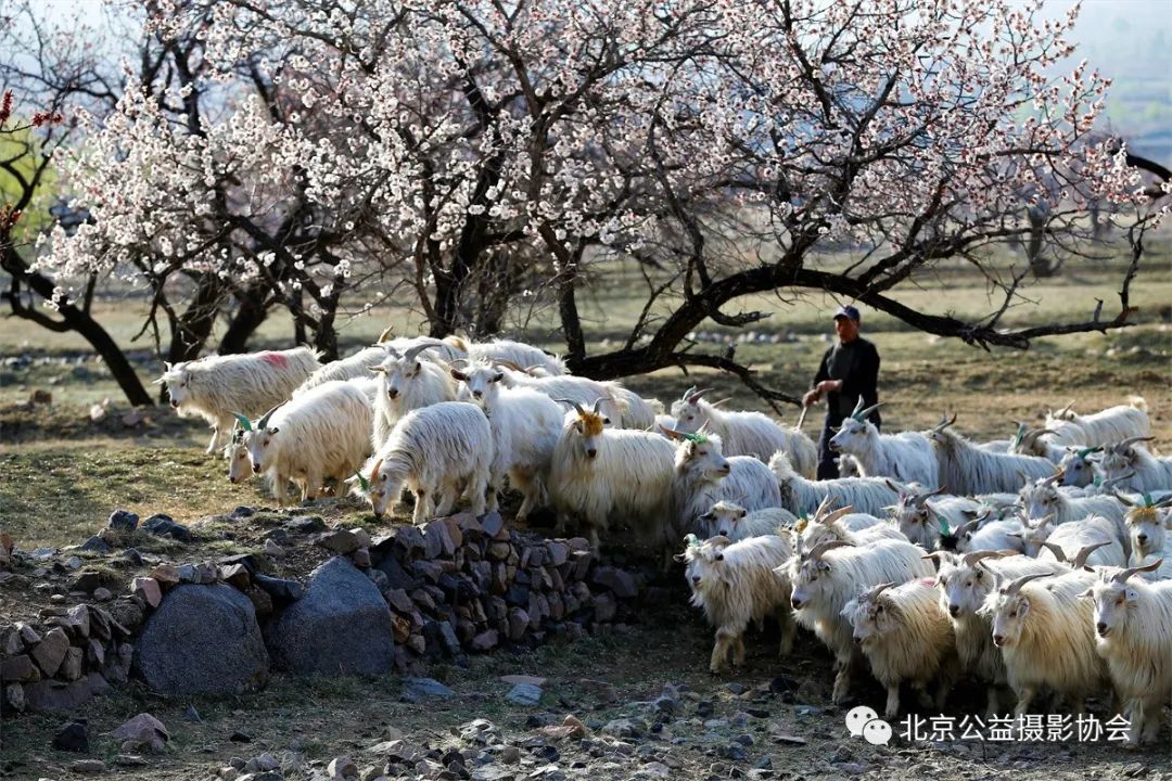 【第5期】微博月赛|3月我的家乡作品展示（一）