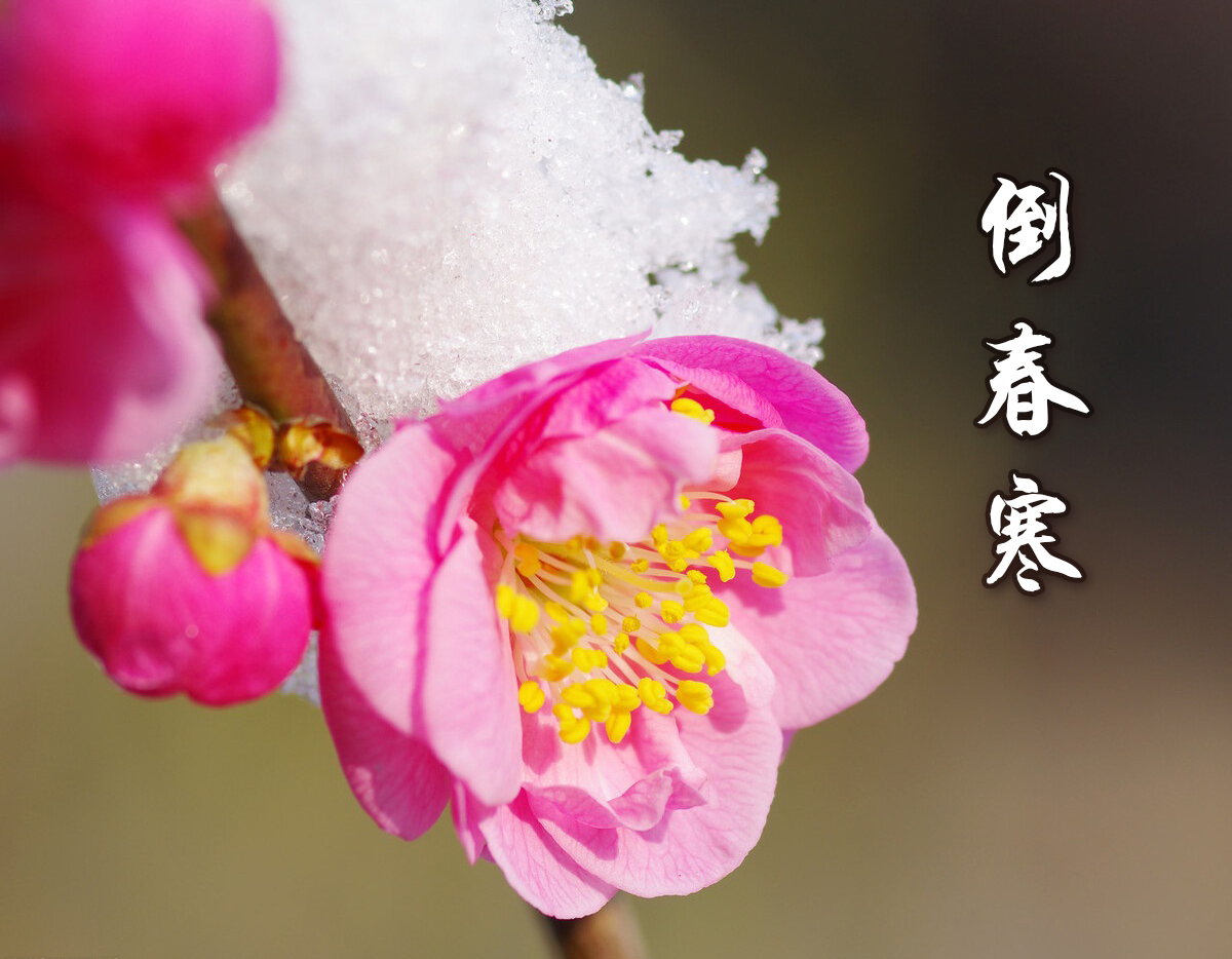 河南倒春寒吃什么好,抵御春寒吃什么