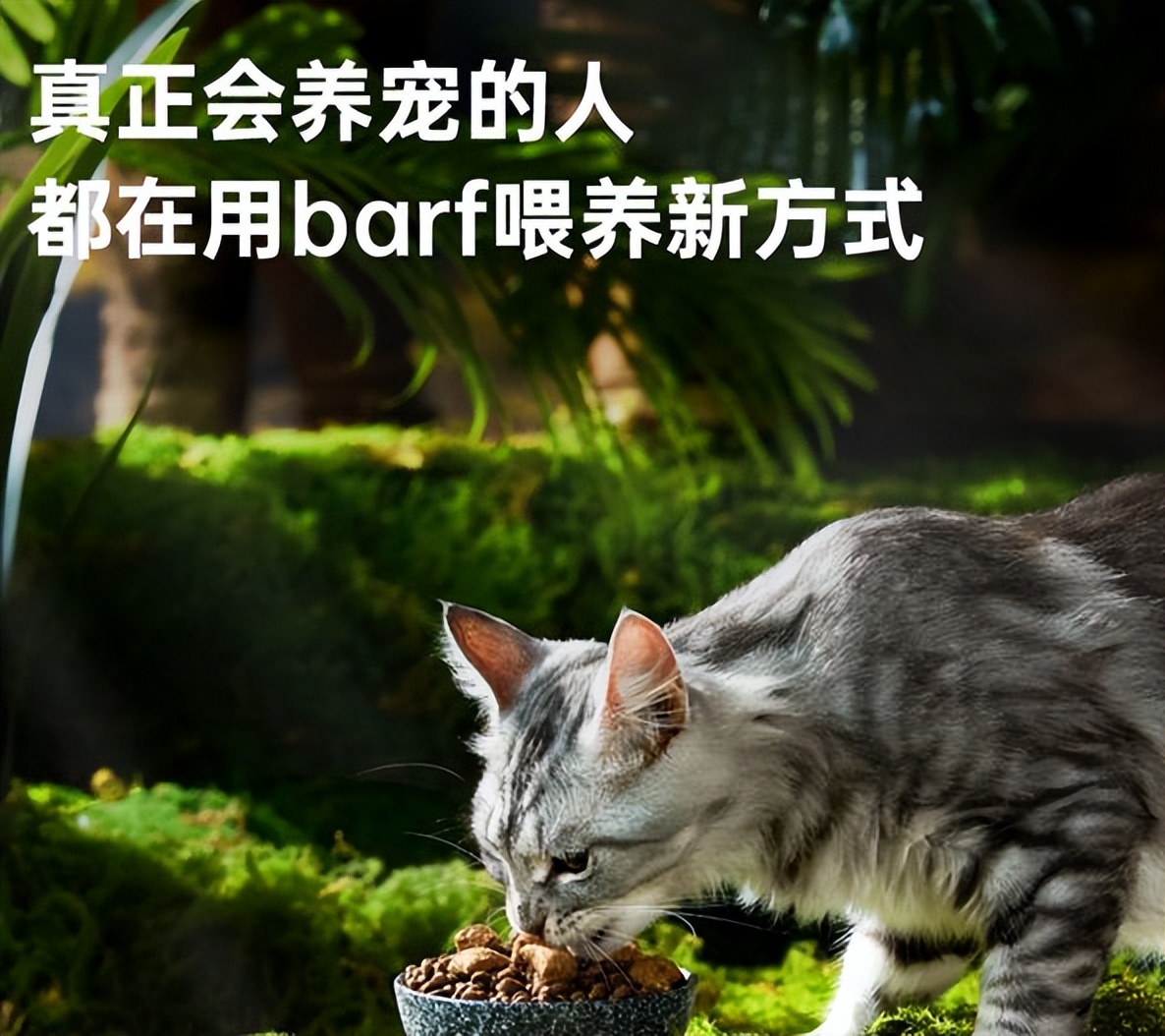 猫咪好好的为什么突然应激,猫咪好好的为什么会突然大喘气