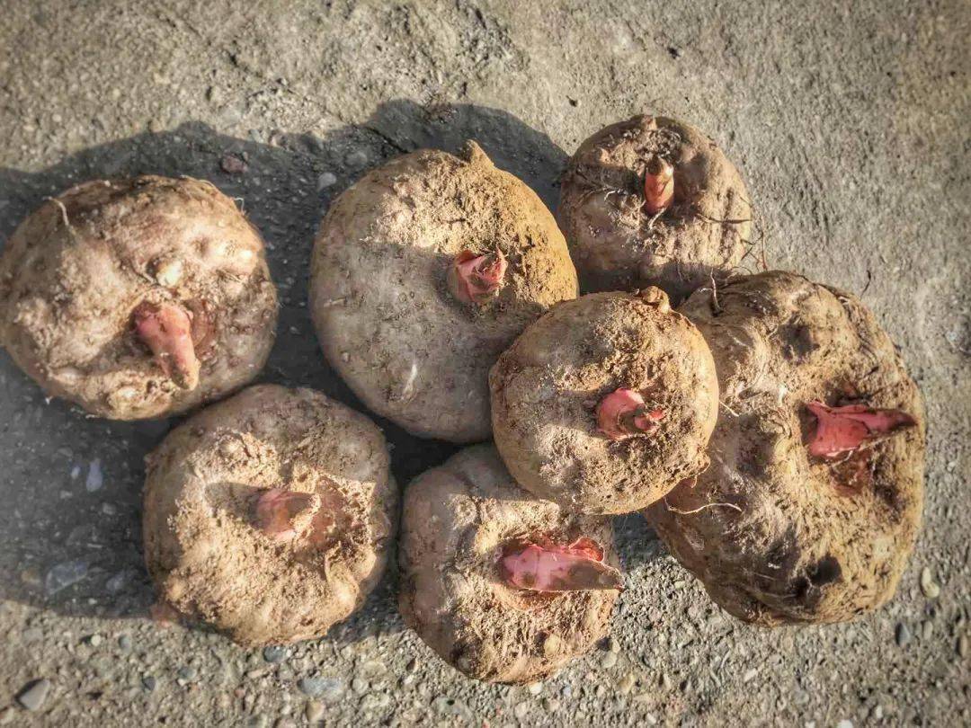 种植魔芋一年一亩能有多少的收益,林下种植魔芋一亩地一年赚2千元