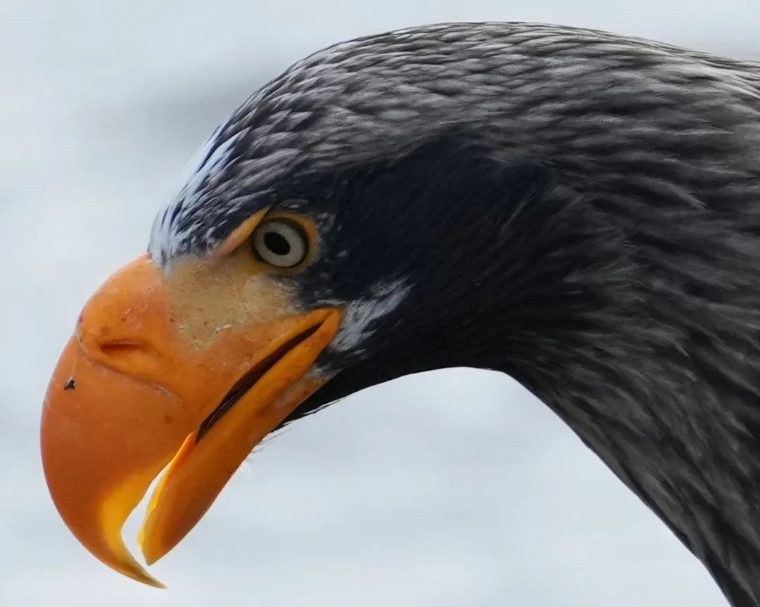 为什么像素很难再提高,像素为什么越来越低了