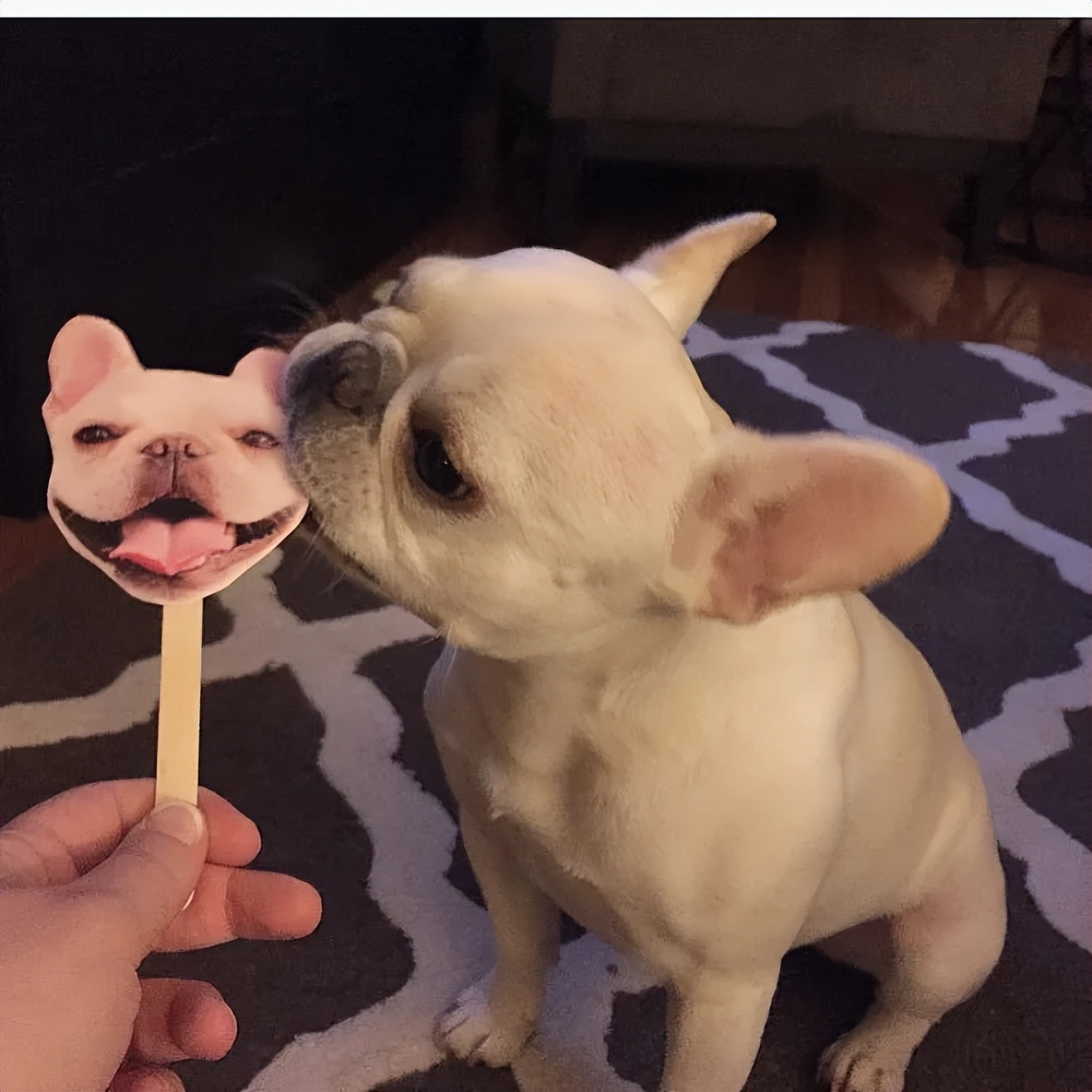 狗狗嘴巴臭怎么去除,狗狗嘴巴臭是什么原因怎么解决