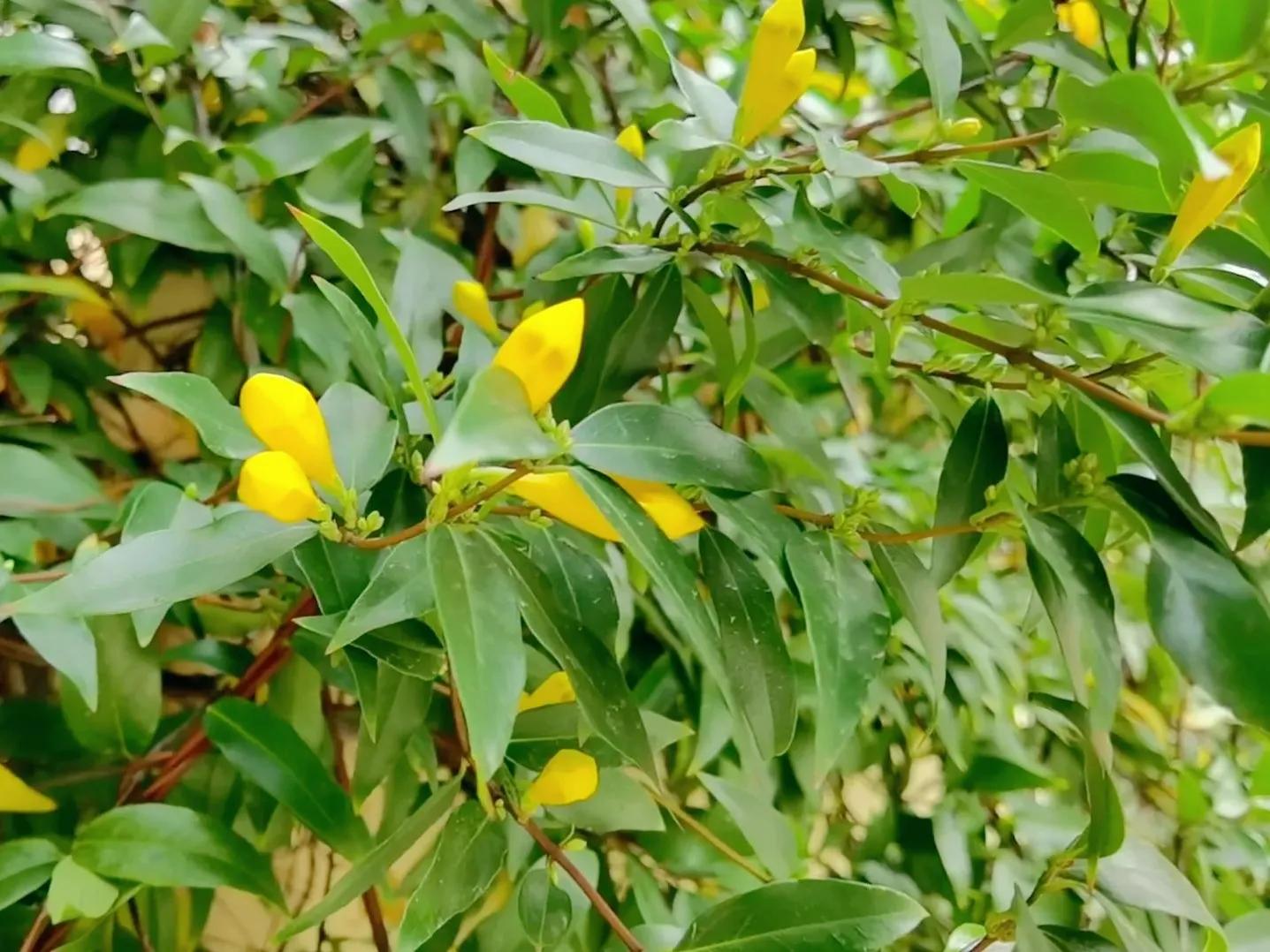 春夏之交，越来越多的花含苞欲放，这一百种娇媚蓓蕾真是美不胜收