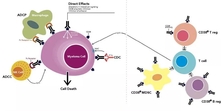 老年人血癌的治疗福音，这2款靶向药物纳入医保