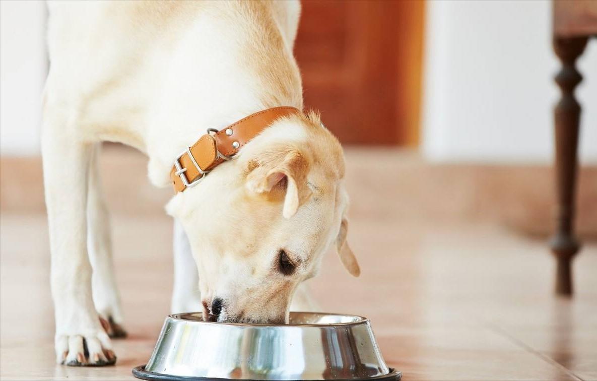 狗狗想念主人的表达,狗狗想念主人的5件事