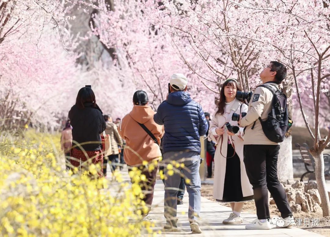 天津桃花堤桃花花期多长时间,天津运河桃花节时间表