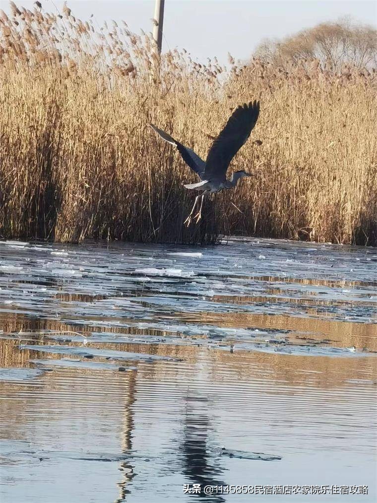 白洋淀农家打鱼,白洋淀农家院野钓推荐