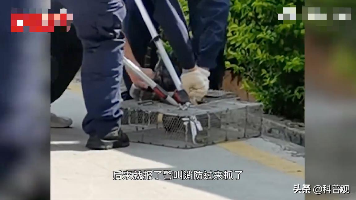 农户家中惊现两米长剧毒眼镜王蛇,3米长眼镜蛇被狗咬