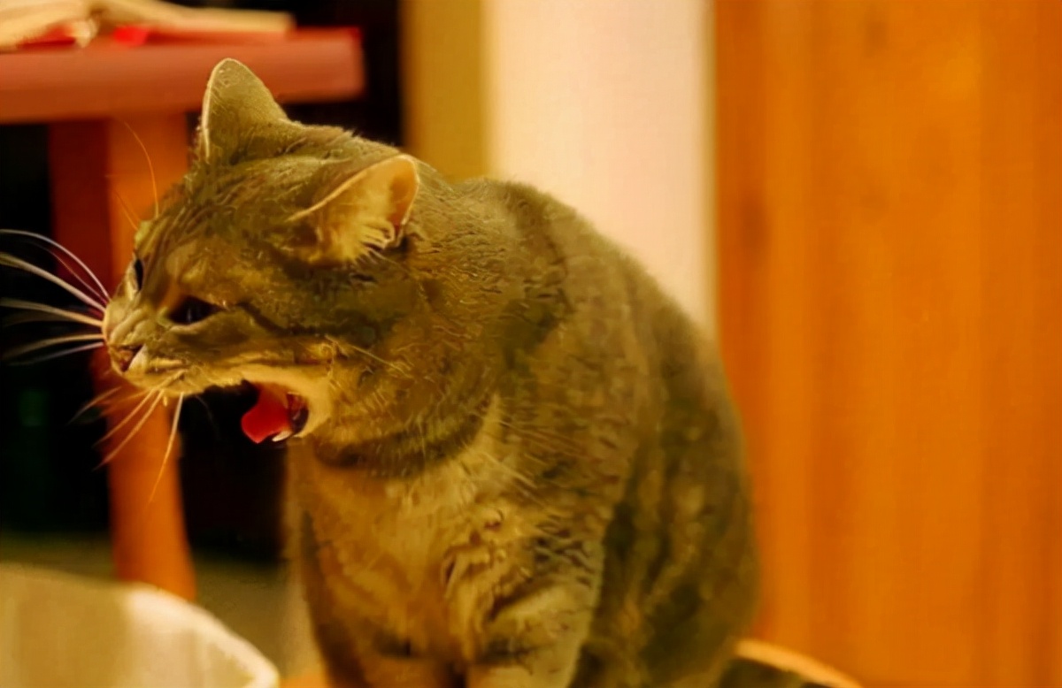 猫咪舔毛时干咳,猫咪老是咳嗽干咳用什么药