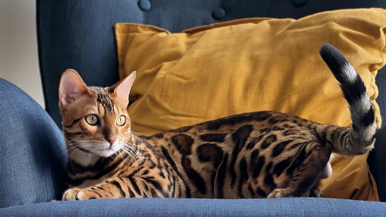 猫咪吃了驱虫药后呕吐怎么办,猫咪呕吐的原因以及怎样解决