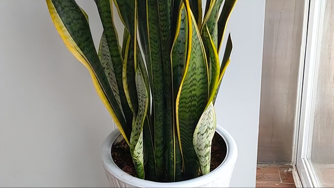 室内空气净化绿色植物,室内净化空气又香最佳植物