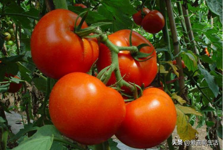 减脂食谱日常菜谱,不会发胖减脂的食谱