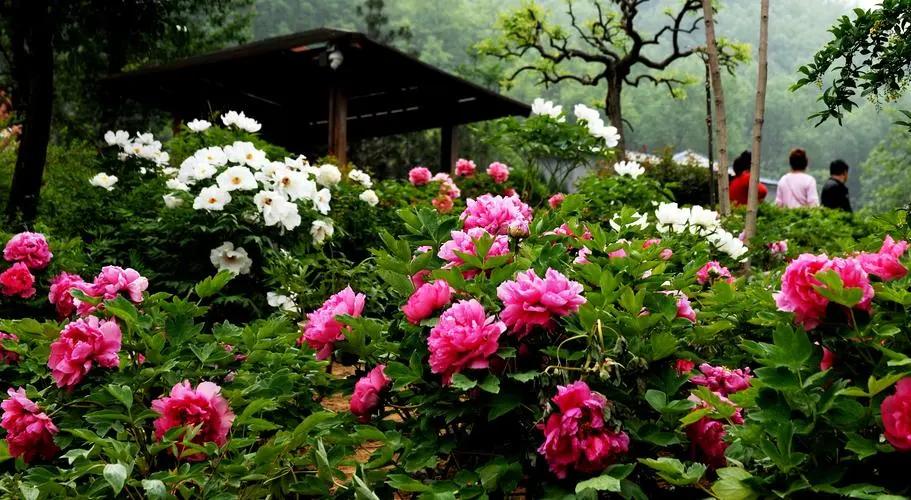 唯有牡丹真国色，花开时节动京城——牡丹，自是花中第一流