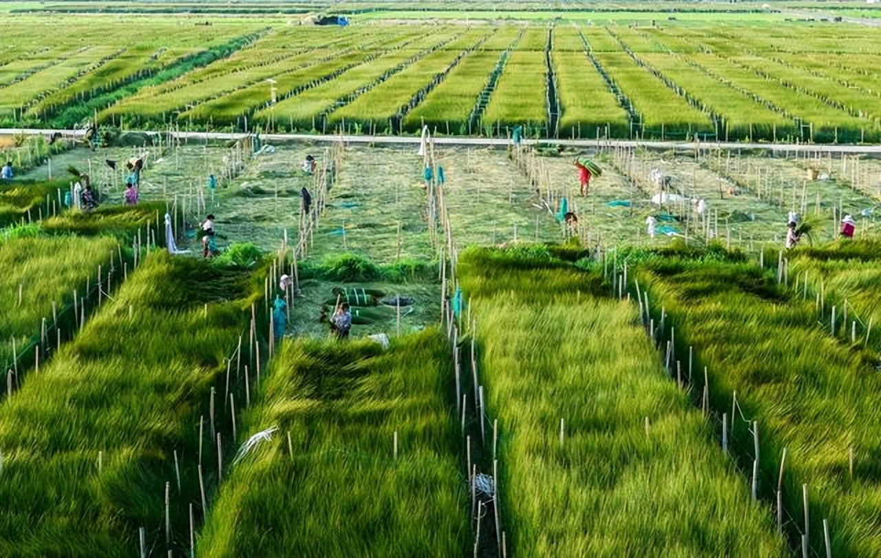 美国近期和中国的最新消息,美国有进行粮食制裁吗