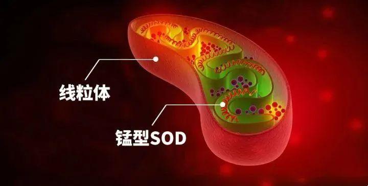 科普sod超氧化物歧化酶,sod人体最佳补充剂量是多少
