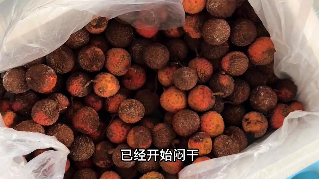 广西桂平小黎,广西小黎在外打工