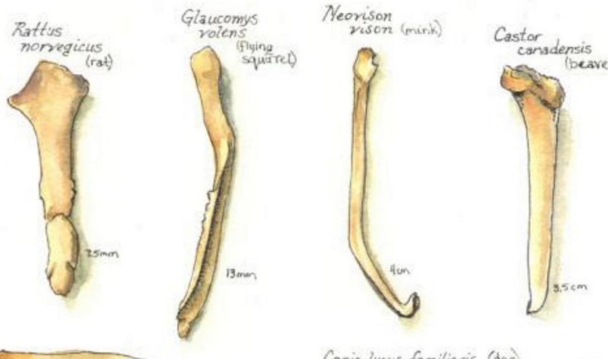 人类生殖器是何时进化,男性人类原始时期肌肉有多大