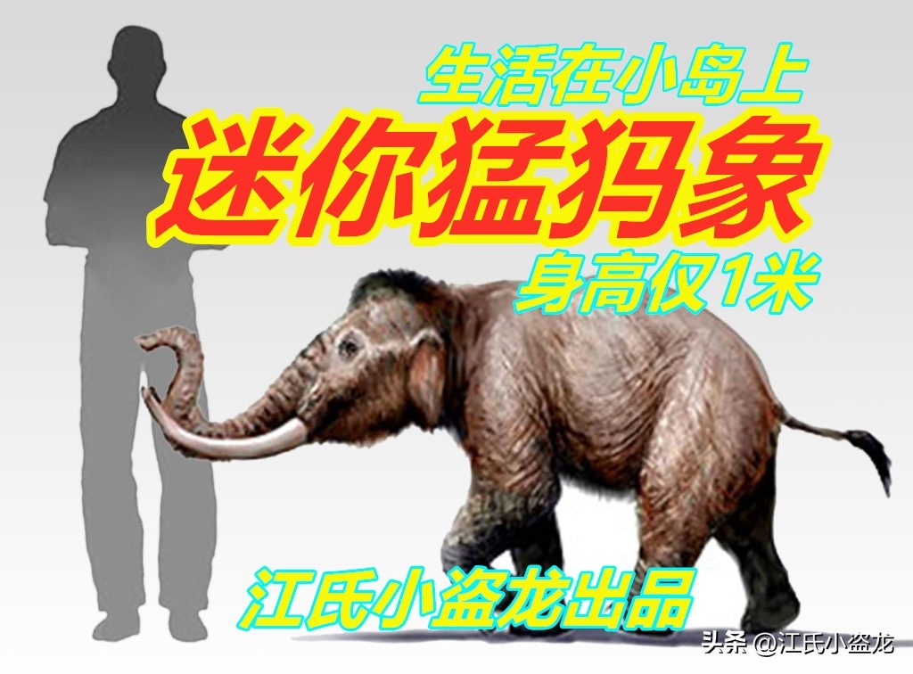 猛犸象遗迹,西普塔岛猛犸象