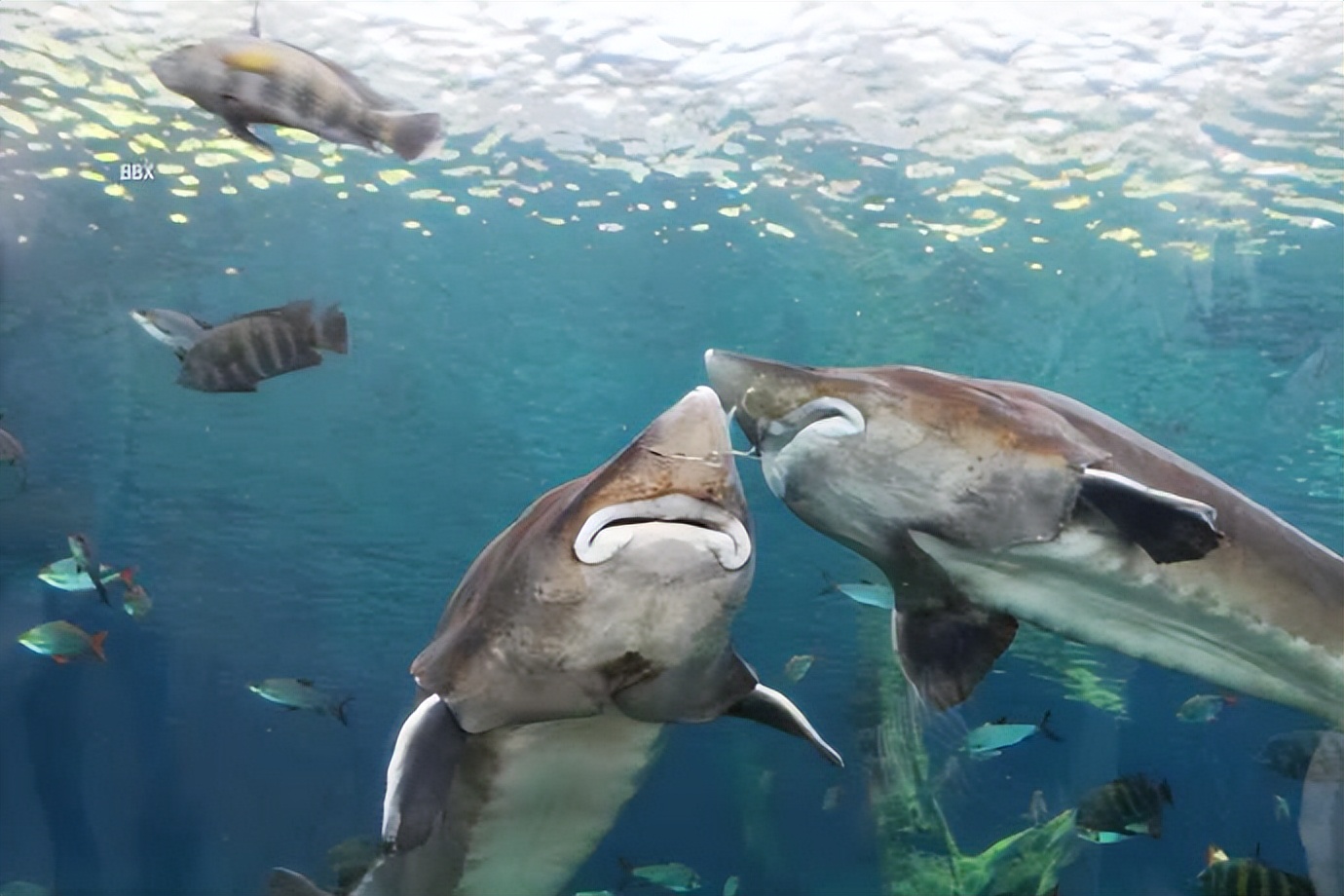 珠海长隆海洋王国水下走廊,世界级海洋乐园珠海长隆海洋王国