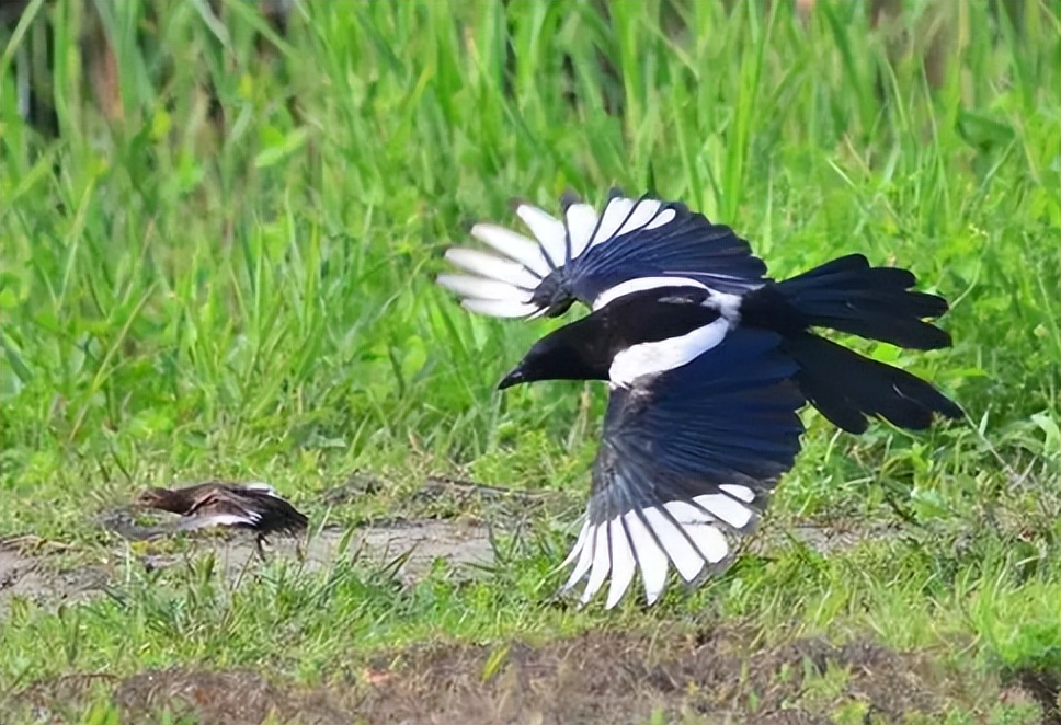 防止鸟偷吃的最好方法,怎样可以驱赶鸟类偷食庄稼