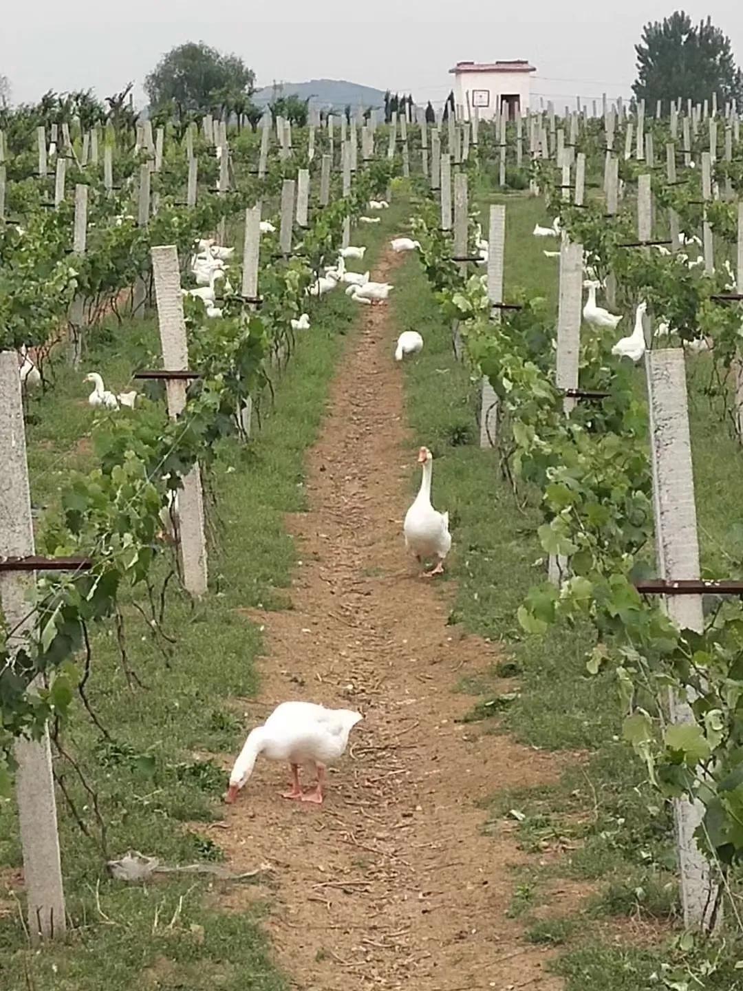 林下种草养鹅的实用技术,林下养鹅技术注意事项