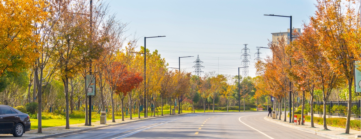 榉树价格下降,榉树价格涨了还是跌了