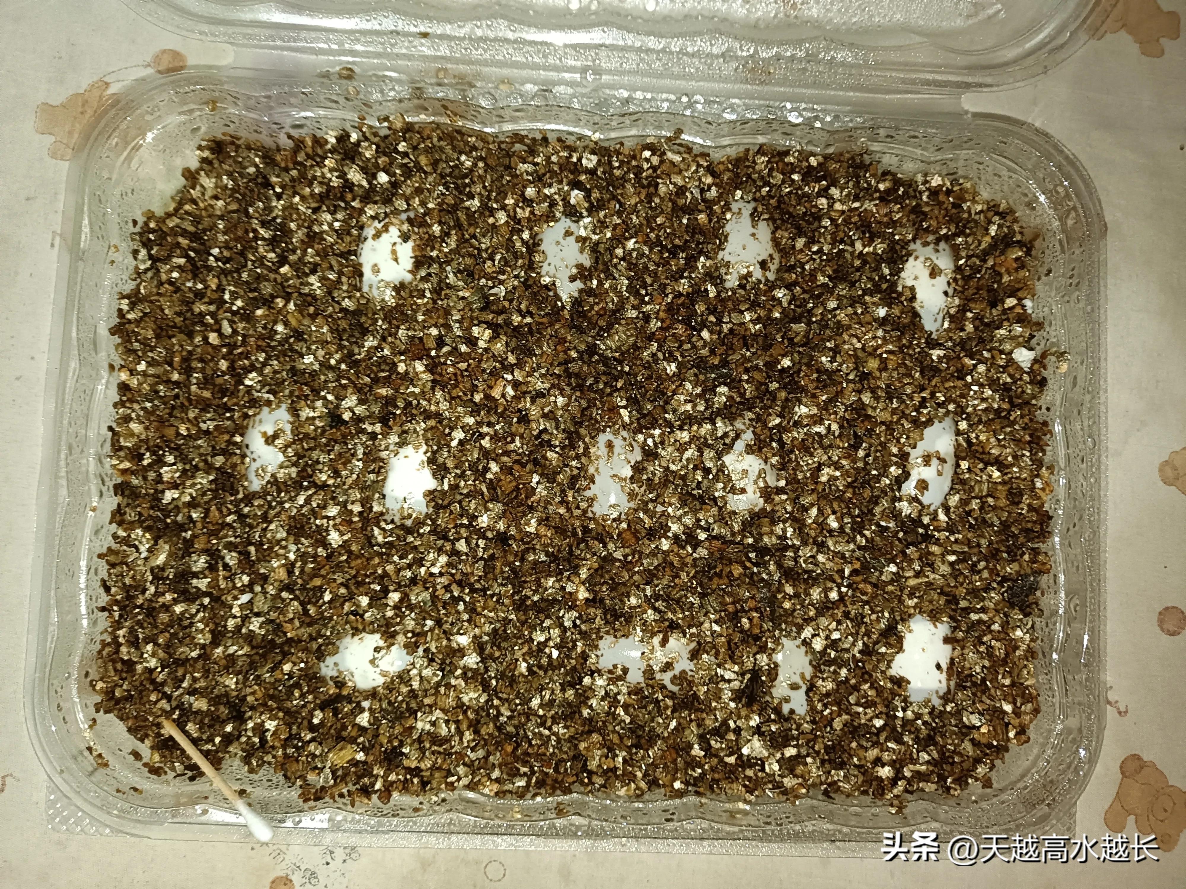 什么样的龟蛋能孵化出小龟,乌龟下的蛋怎样才能孵化成小龟