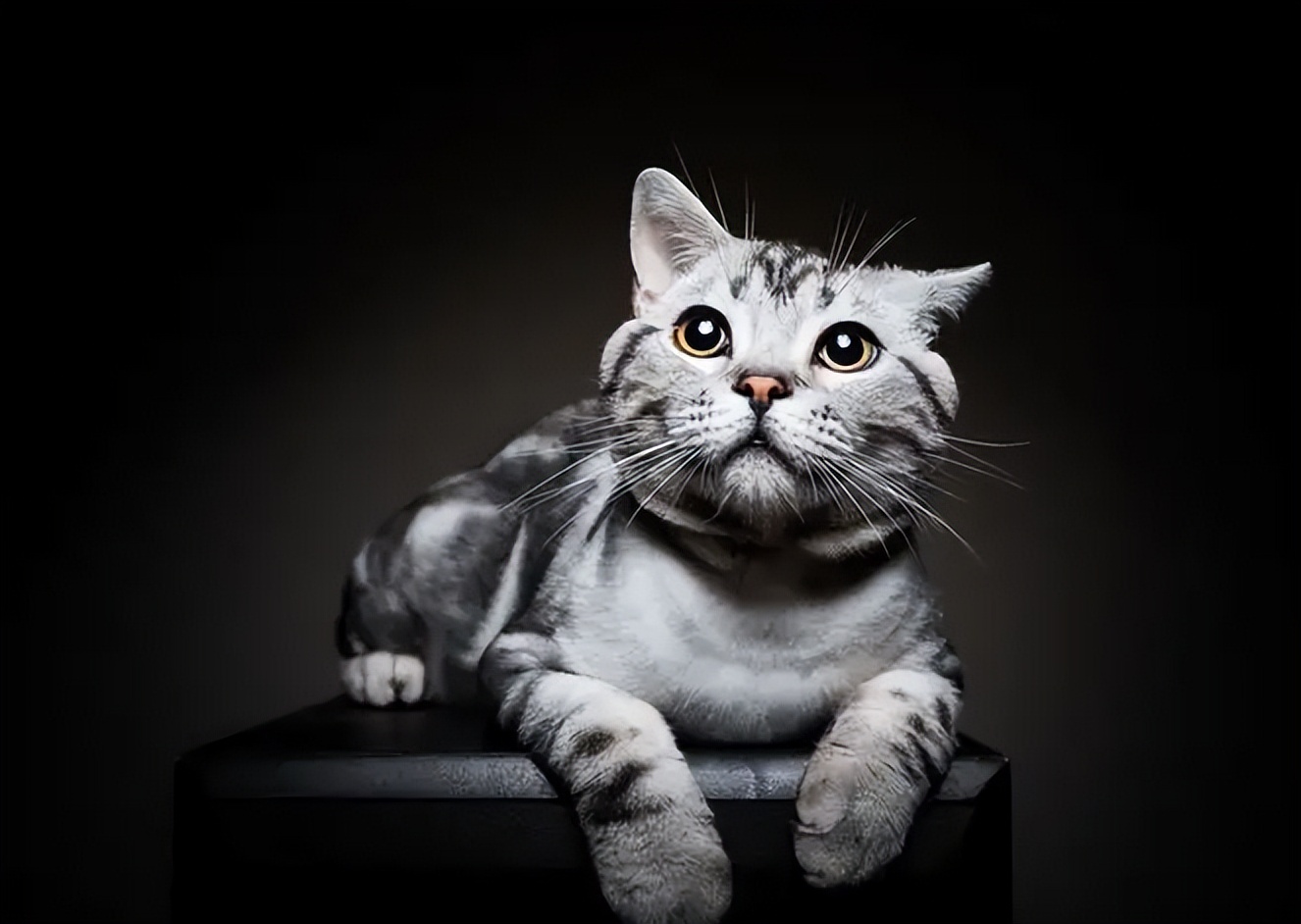 猫咪有这些行为说明被照顾得很好,猫咪安静时一般会想什么