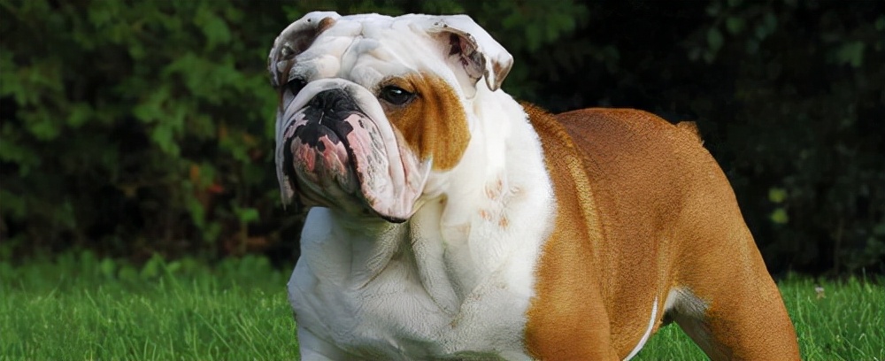 全球最贵的宠物犬是什么,目前世界上最贵的犬种