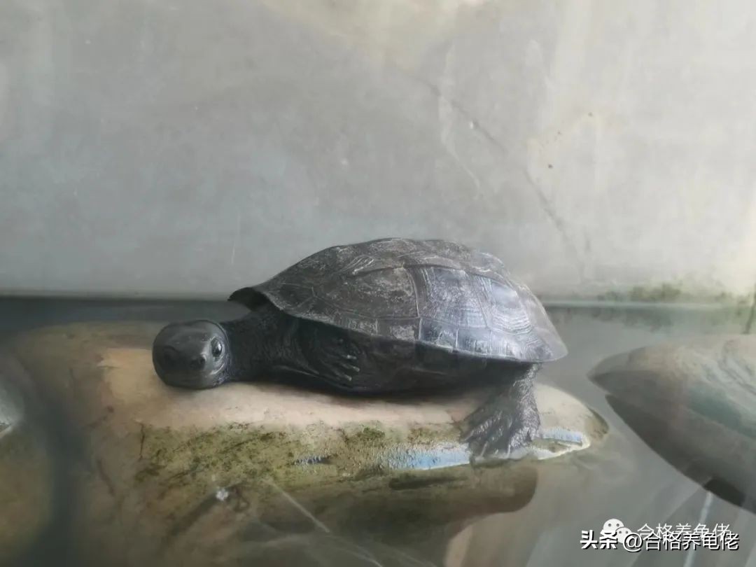 秋冬季养龟注意事项,换季养宠有哪些