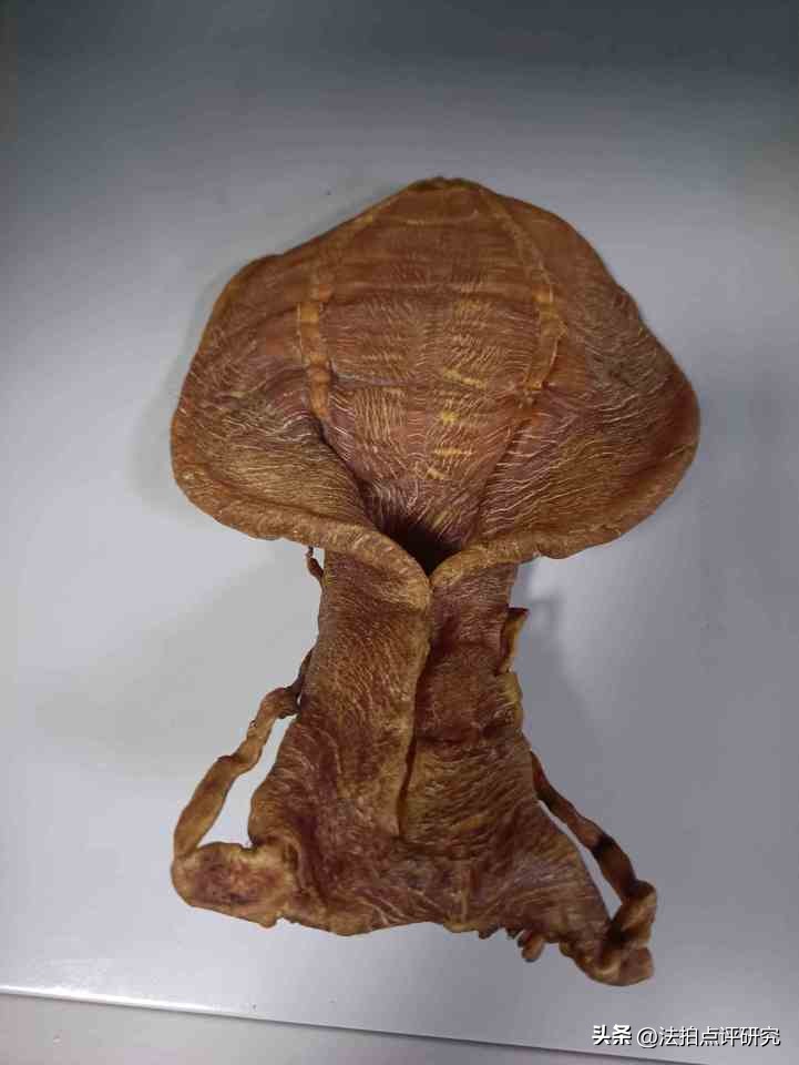 你相信吗？一只仅320g鱼胶在法拍网上竞然拍出300.9万元天价