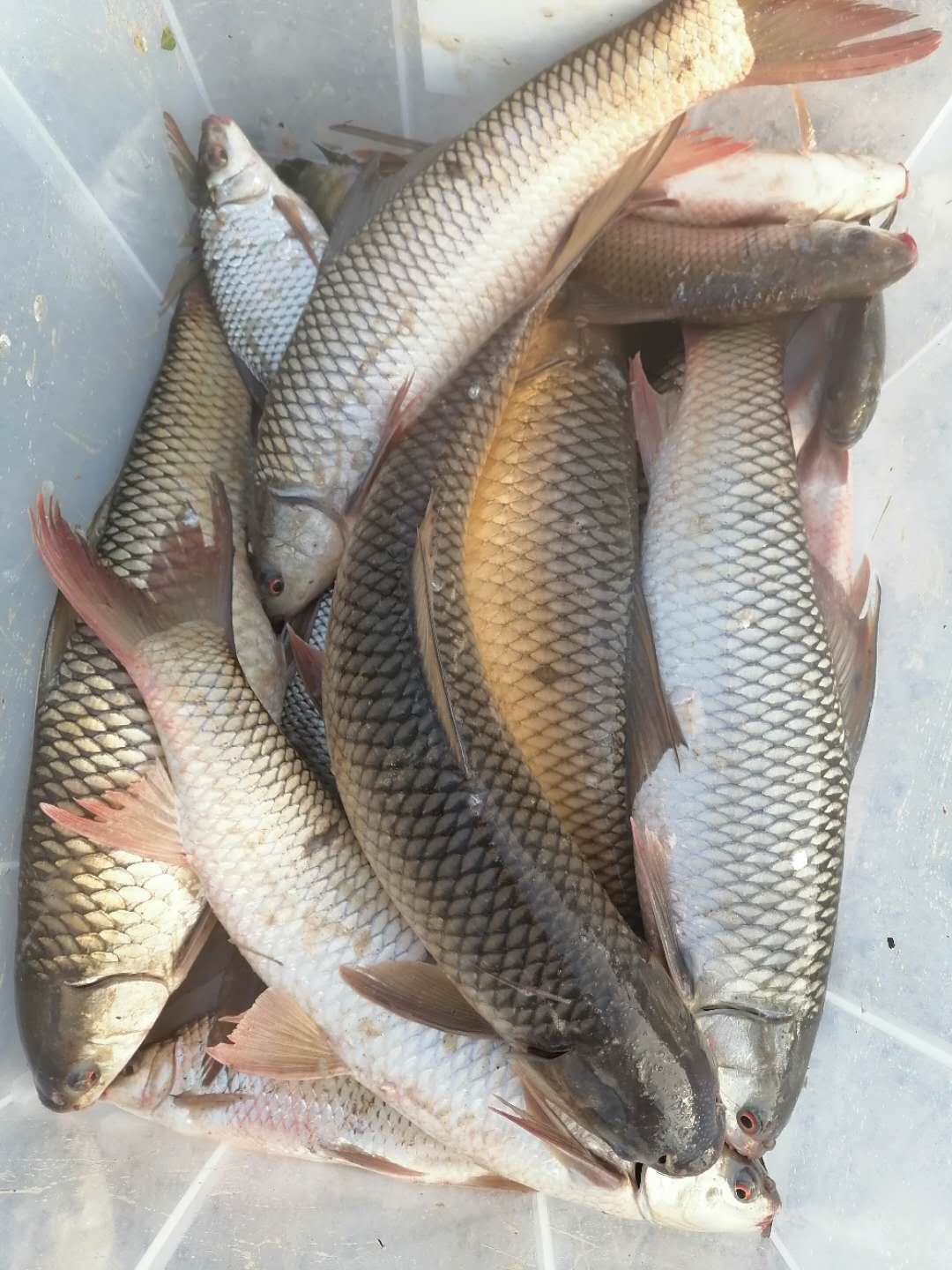 夏季钓鱼用什么添加剂最好,适合冬天钓鱼用的添加剂