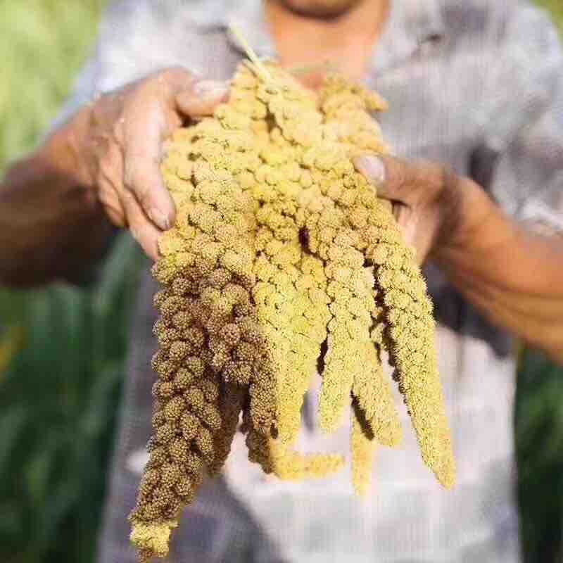 山东济南南山千亩金小米喜获丰收,百亩富硒小米喜获丰收